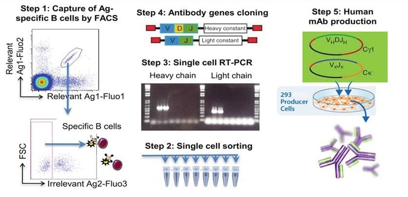 Fluorescent Activated Cell Sorting (FACS) Technology for Single Cell Isolation